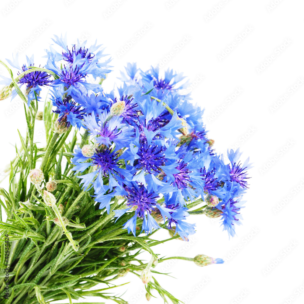 Cornflower Cornflower