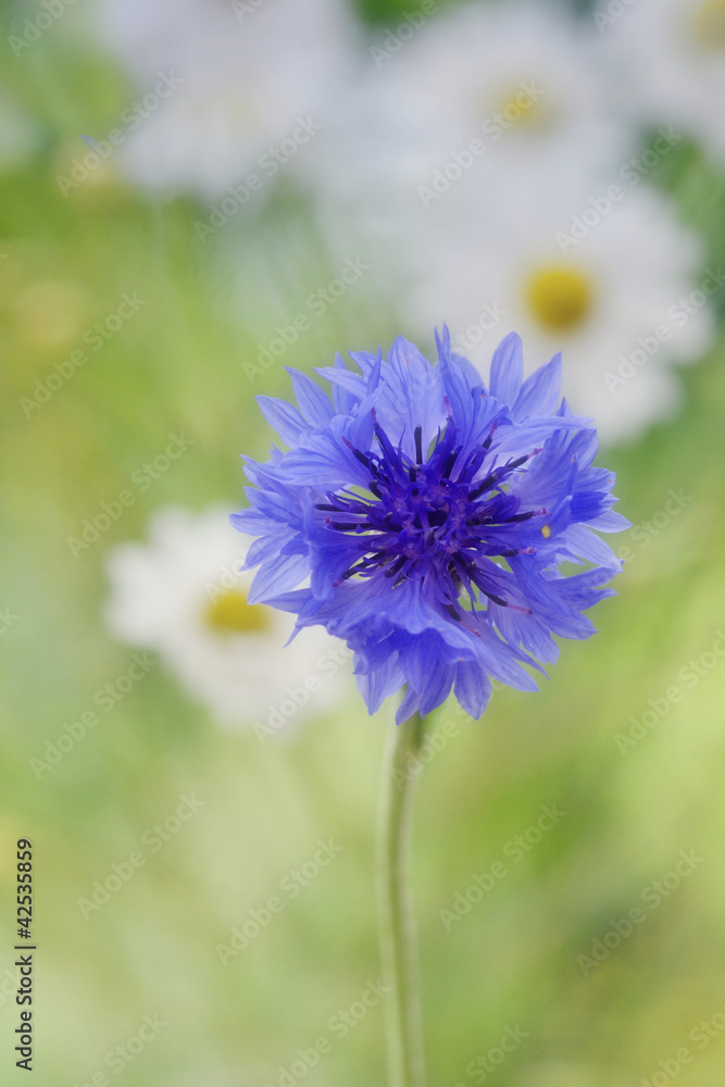 field of daisy flowers with blue cornflower field of daisy flowers with blue cornflower