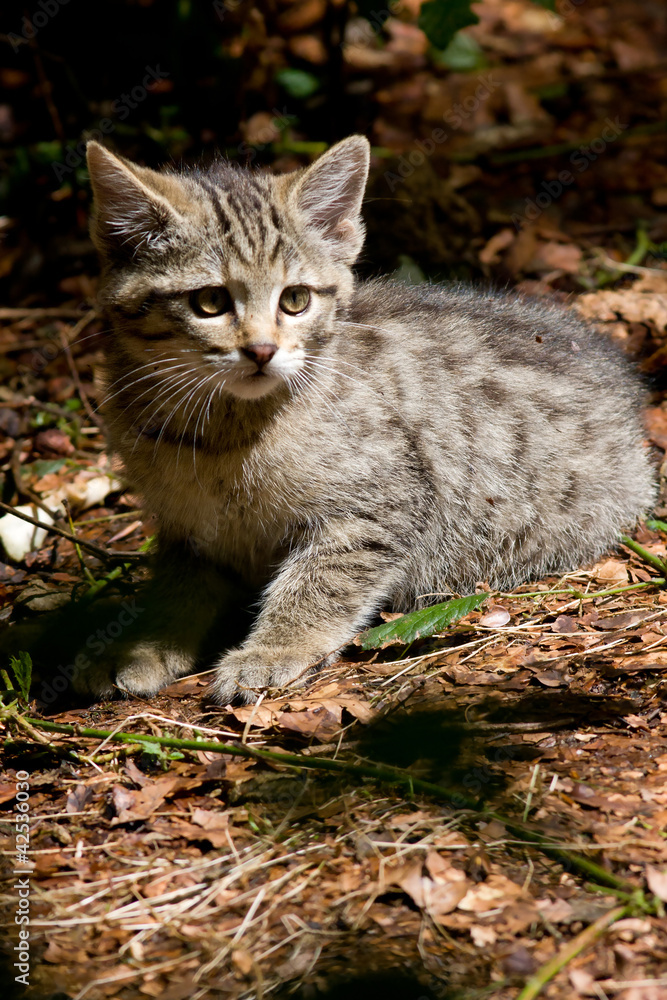 Junge Wildkatze