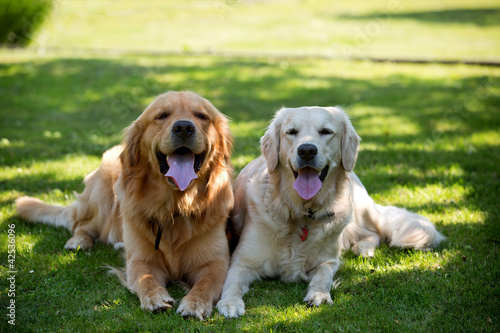 Two lovely dogs on a green field