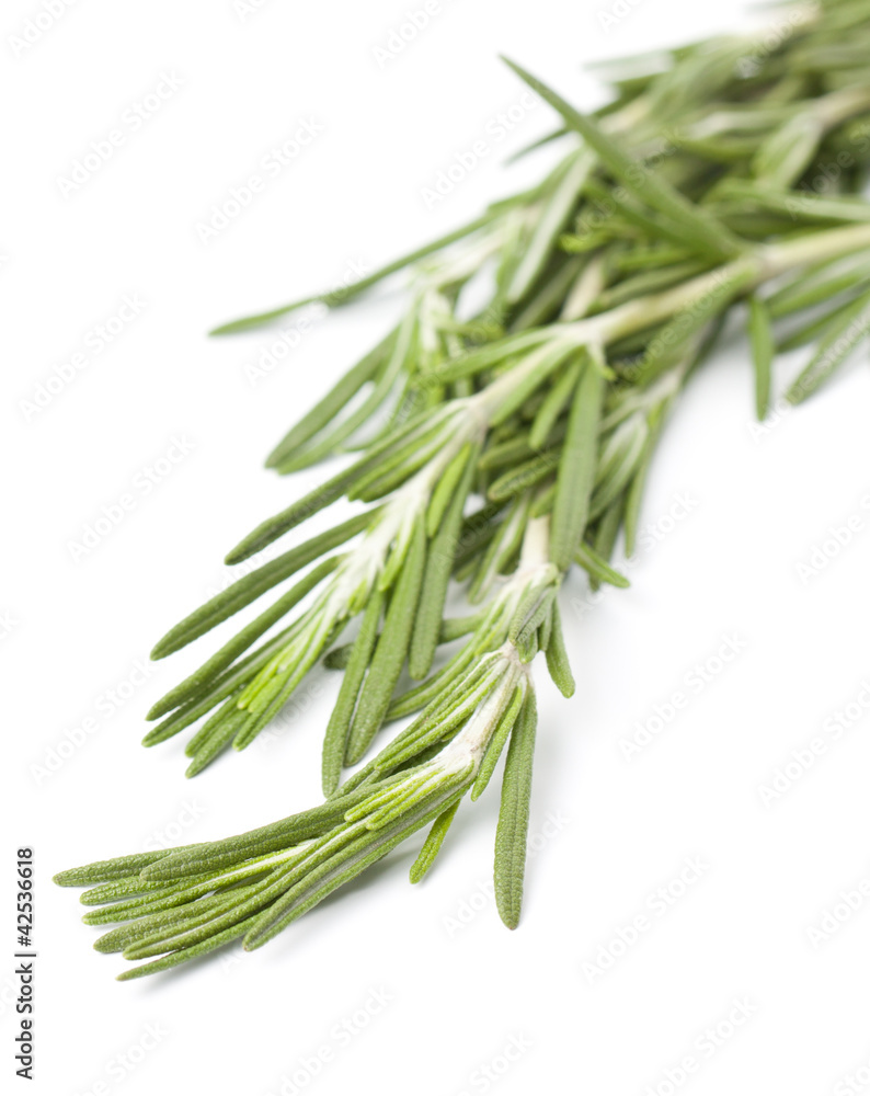 Fototapeta premium Sprig of fresh rosemary