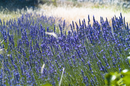 The organic lavender (Lavandula) bushes