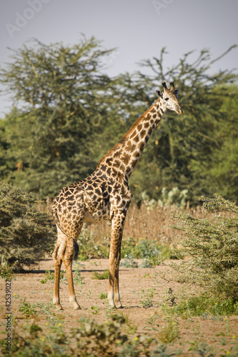 Giraffa  Tanzania