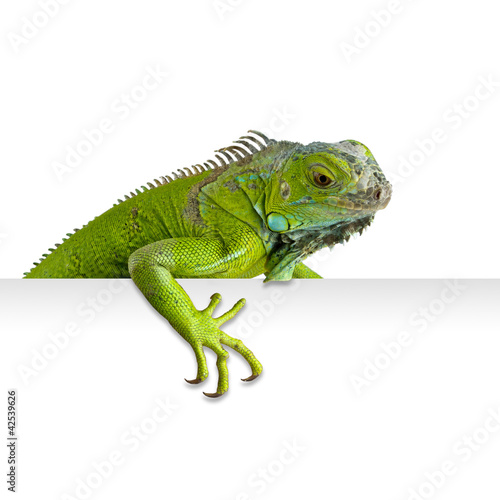 Iguana asomada