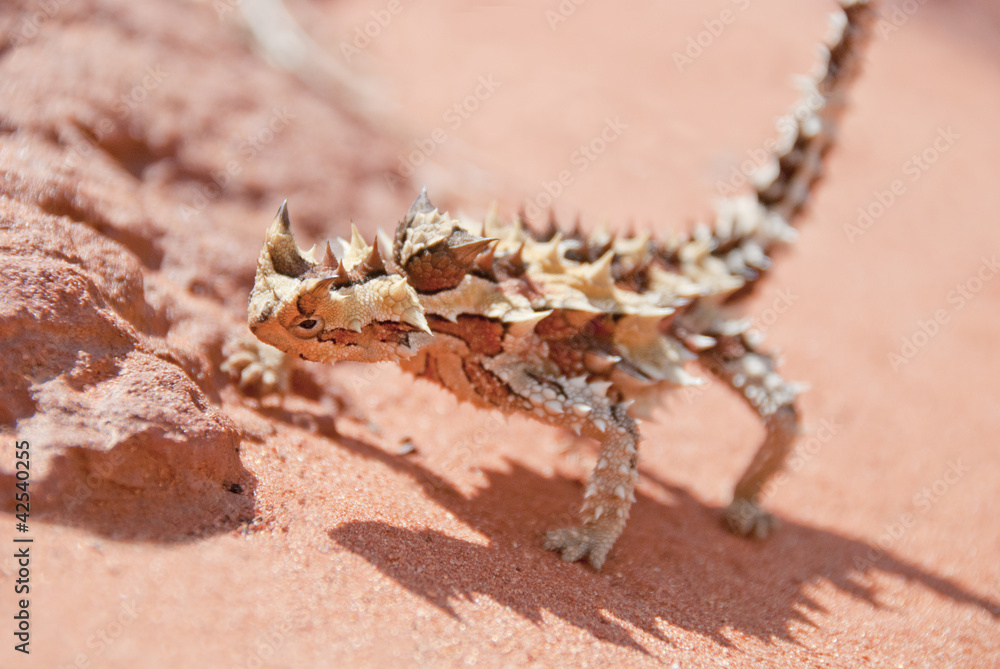 Fototapeta premium Thorny Devil Lizardand rocks with spiky shadow