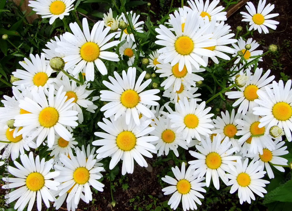White daisies White daisies