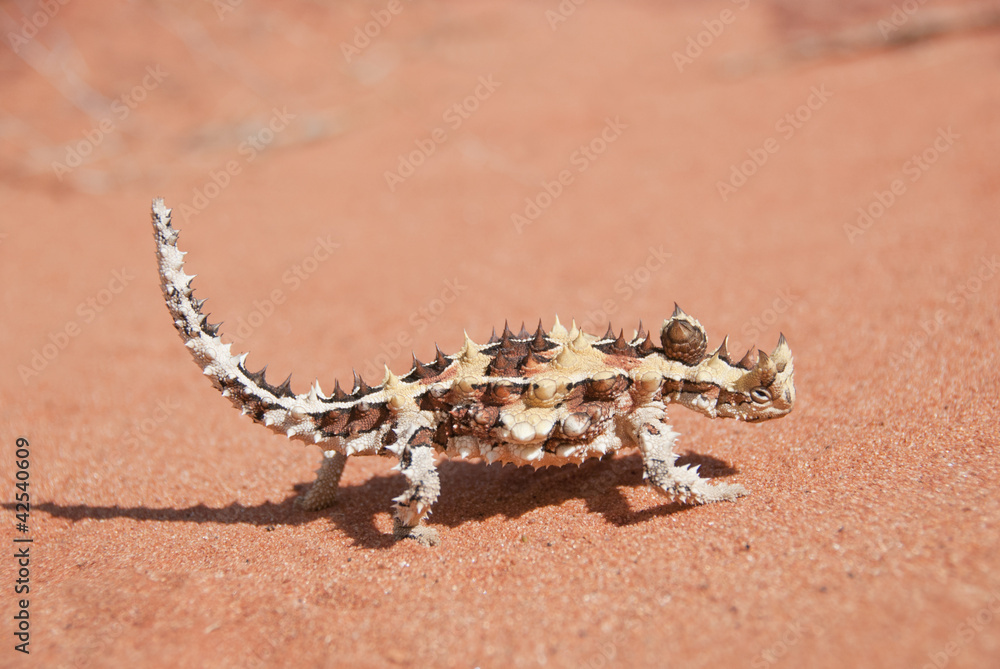 Obraz premium Thorny Devil Lizard walking on red sand in the outback