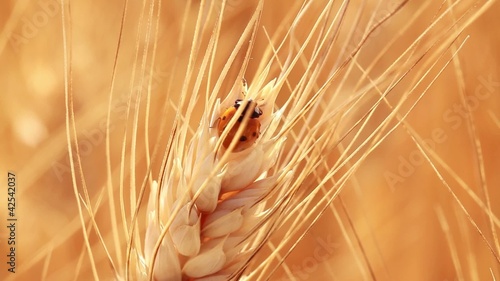 GRANO COCCINELLA