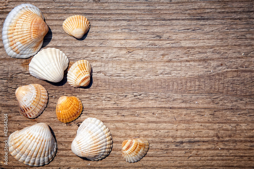 Seashells on a wooden deck