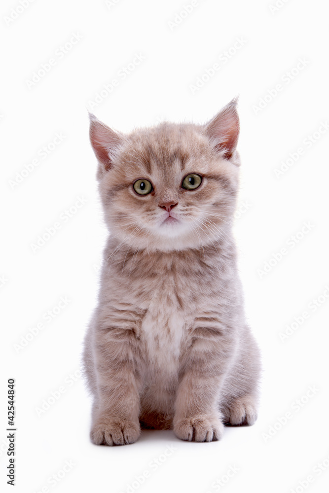Young cat of the British breed