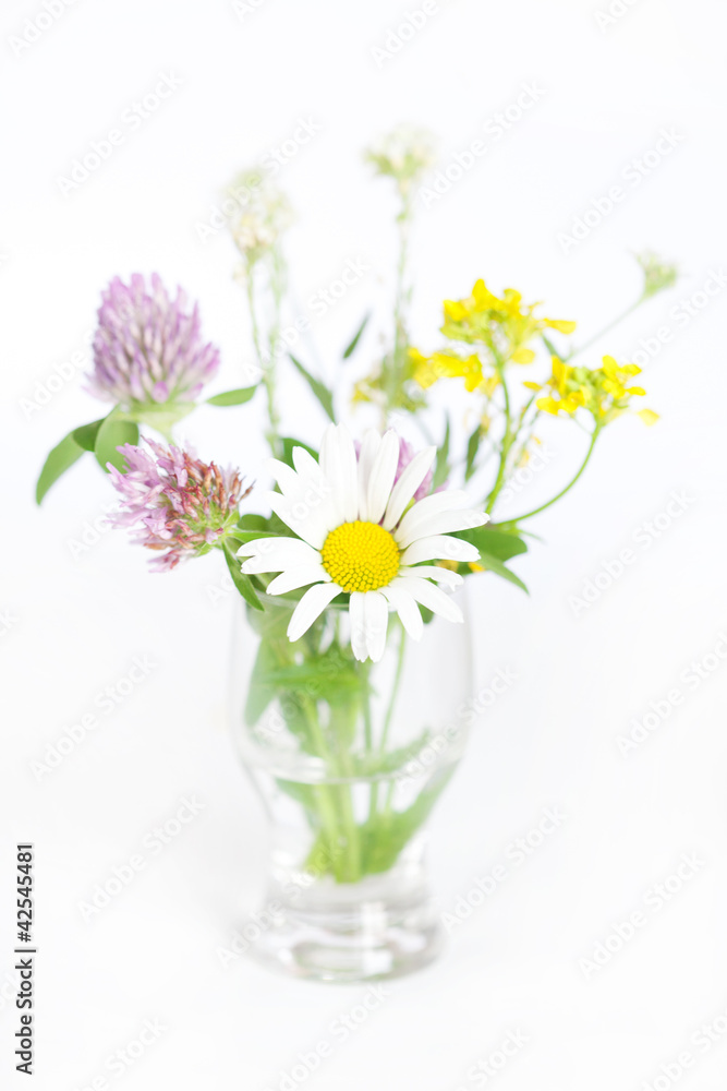 bouquet of wild flowers on a white background bouquet of wild flowers on a white background