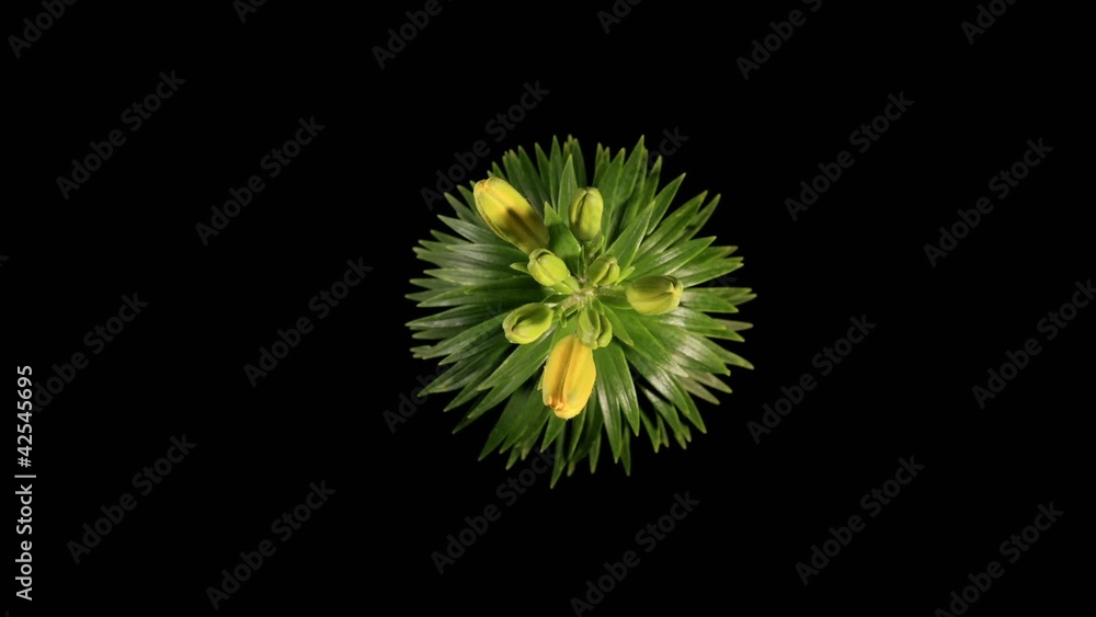 Flowering yellow lily on the black background (L. prominet) Flowering yellow lily on the black background (L. prominet)