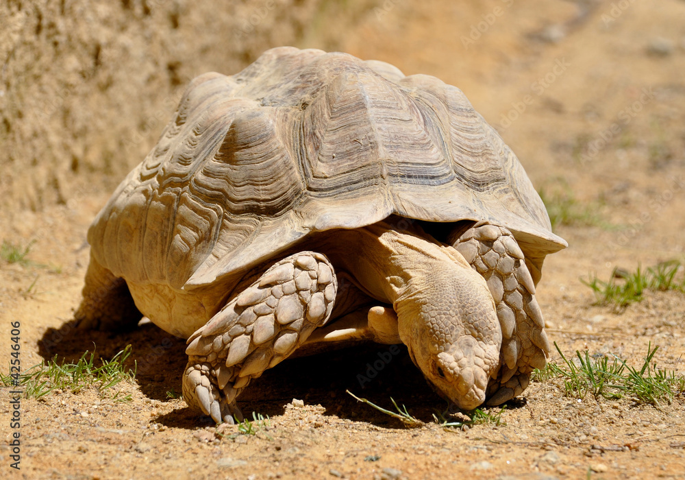 Obraz premium Turtle eating grass