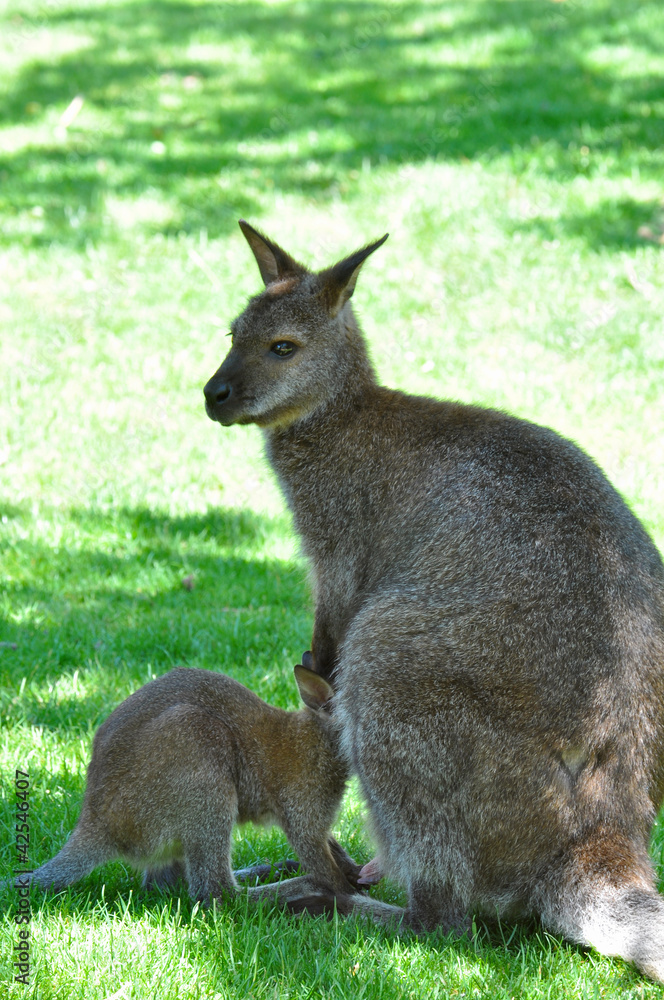 Fototapeta premium Kangaroo and baby