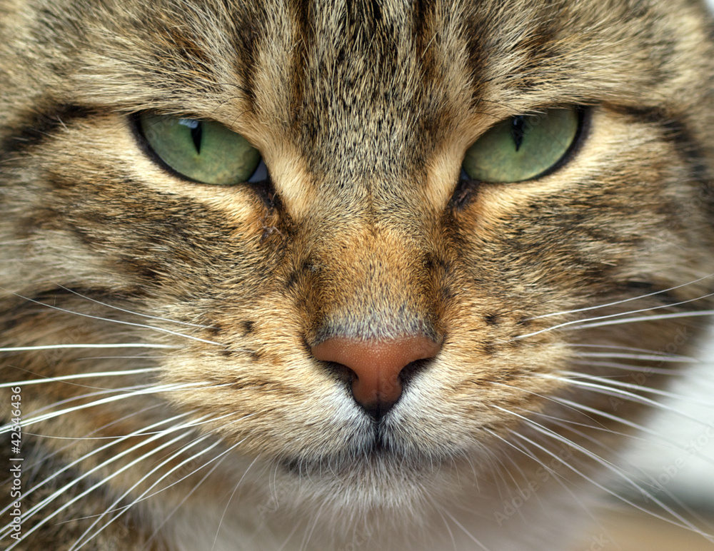 Cat Cat