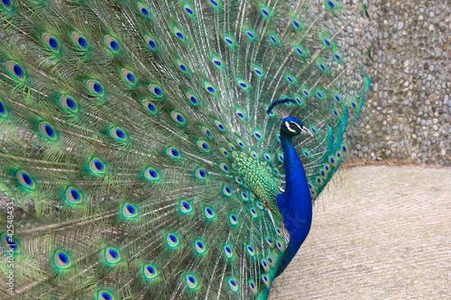 Peacock (portrait)