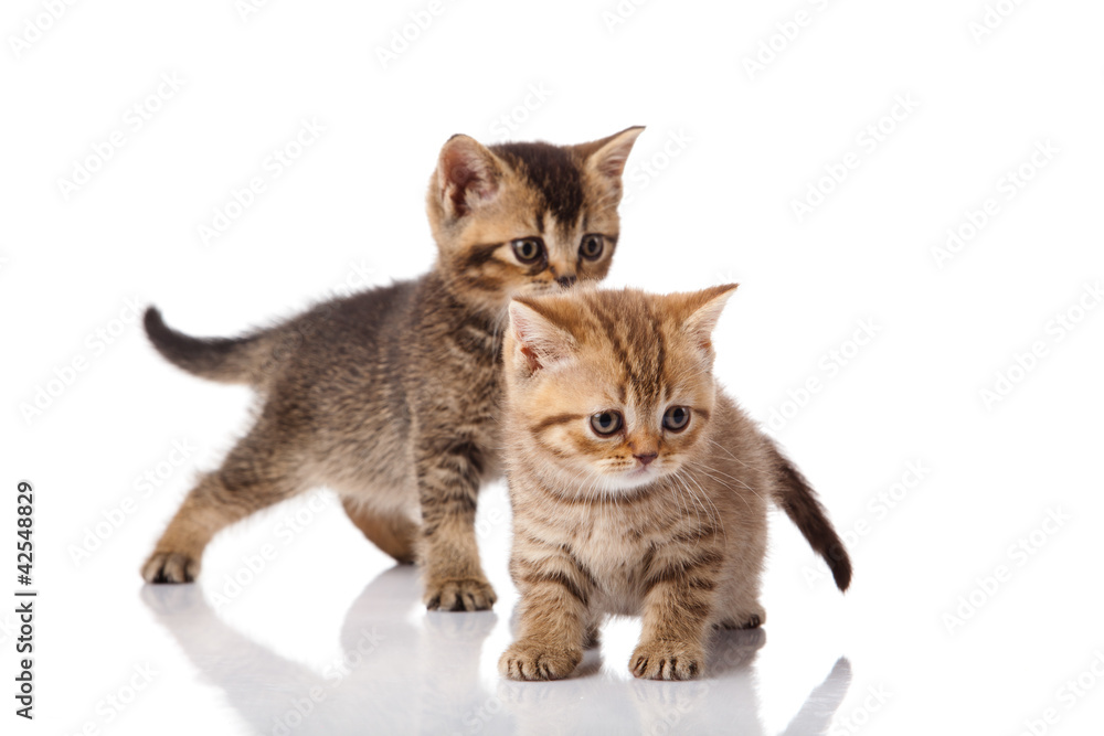 kitten on a white background kitten on a white background