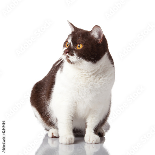 beautiful british cat on white photo