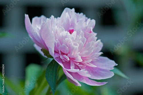 Peony