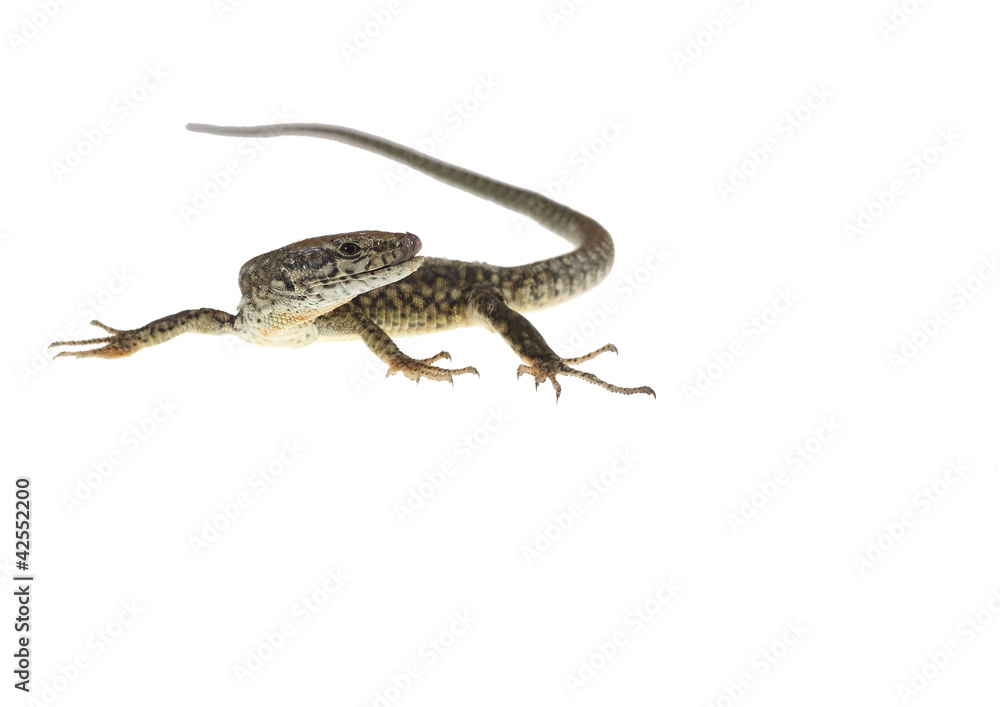 Obraz premium common lizard