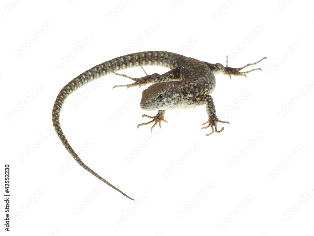 Naklejka premium common lizard