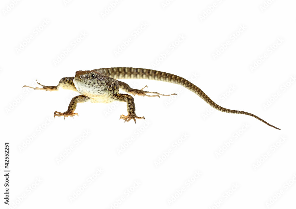 Obraz premium common lizard