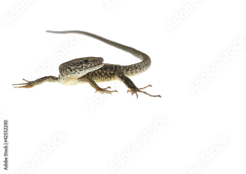 common lizard