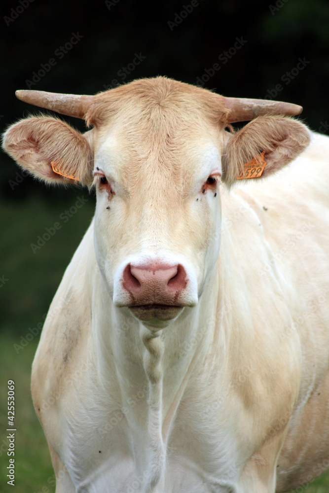 vache vache