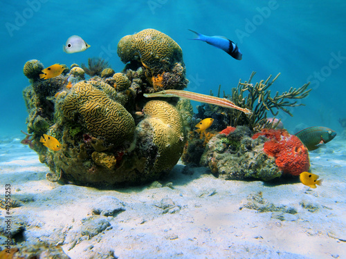Underwater in the Caribbean sea with brain coral and tropical fish #42555253
