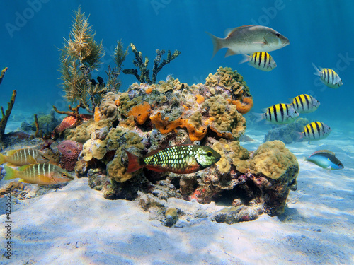 Tropical marine life with fish, coral and sponge underwater in the Caribbean sea #42555258