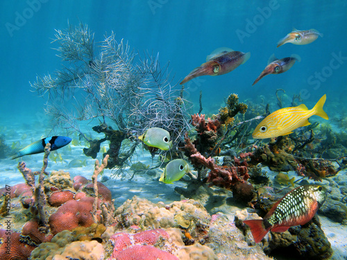 Underwater sea life with tropical fish and caribbean reef squids in a coral reef #42555267
