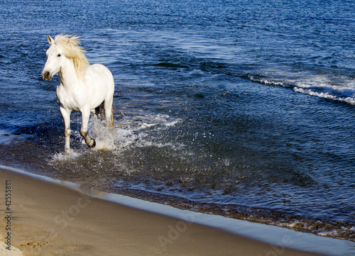 Fototapeta Naklejka Na Ścianę i Meble -  White Horse Splahing