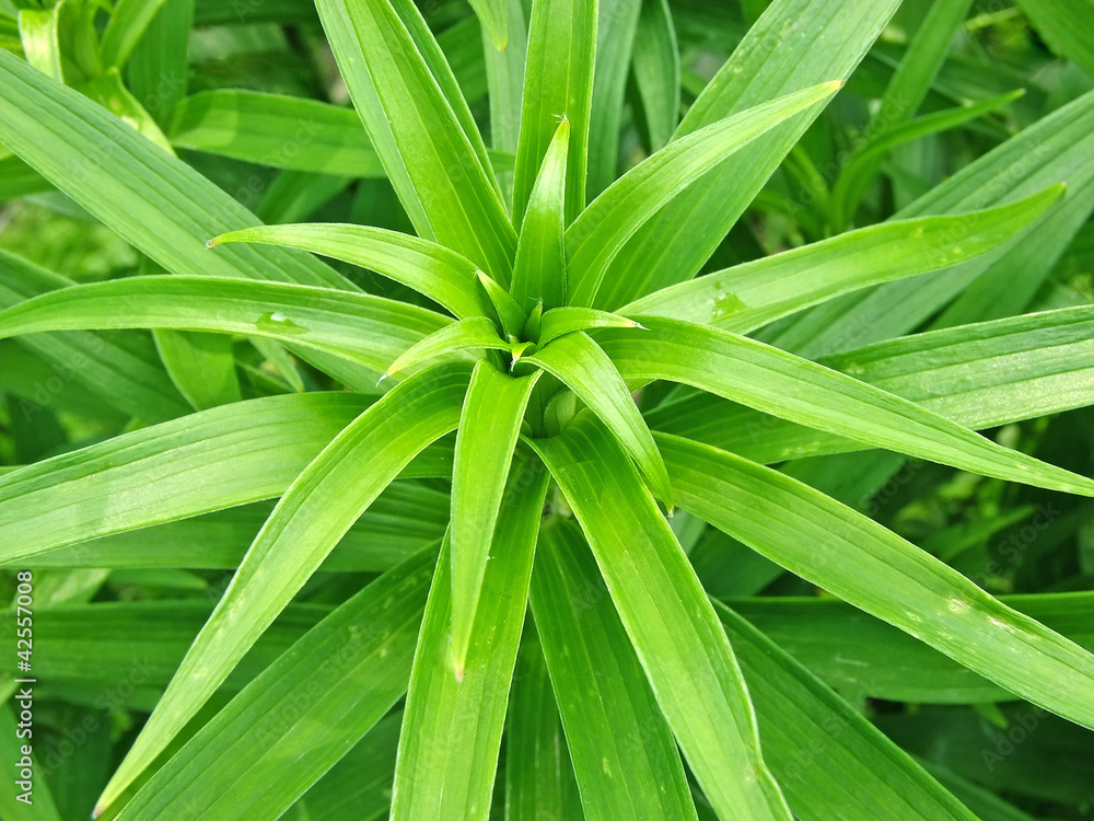 Obraz premium Lily leaf texture