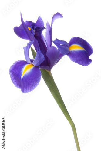 Blue iris or blueflag flower photo