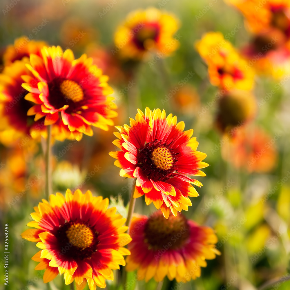 Beautiful red flowers. Gaillardia pulchella (Blanket flower)