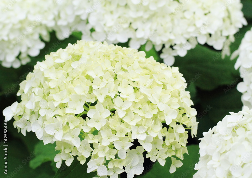 紫陽花のアナベルhydrangea Arborescens Annabelle Stock 写真 Adobe Stock 紫陽花のアナベルhydrangea Arborescens Annabelle Stock 写真 Adobe Stock