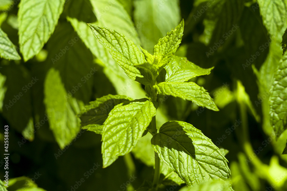 The mint The mint