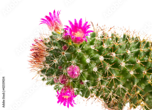 Blossoming cactus.