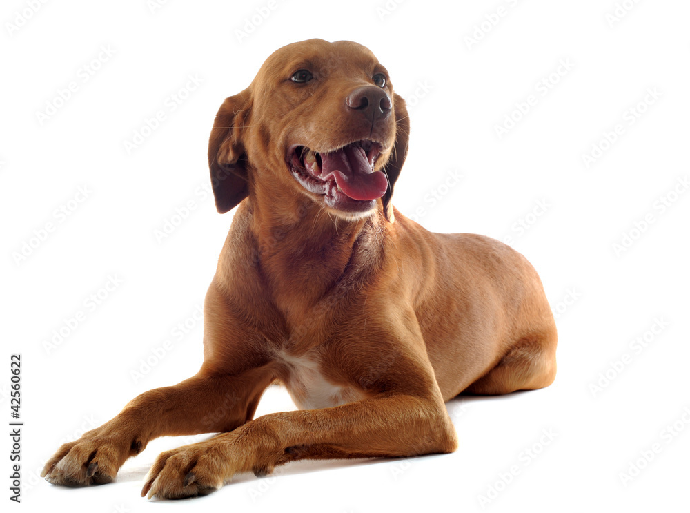 vizsla vizsla