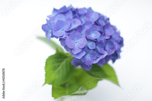 ブルーの紫陽花