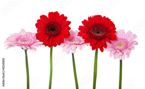 Gerbera