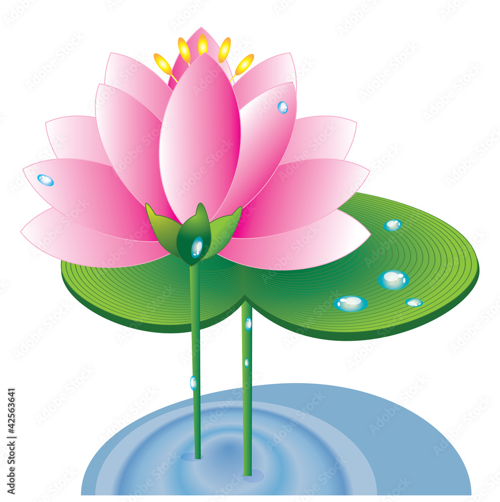 Lotus Lotus