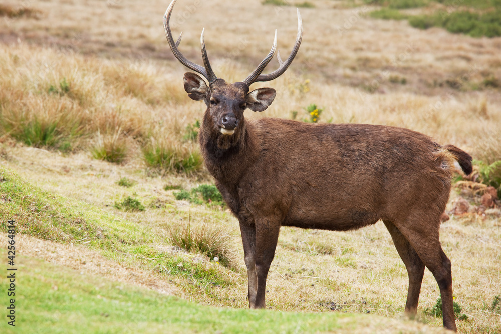 Obraz premium Deer