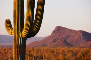 Fotobehang Natuurpark Cactus in woestijnlandschap  © Galyna Andrushko