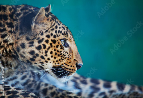 Leopard #42564894