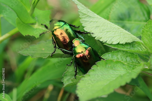 コガネムシのカップル