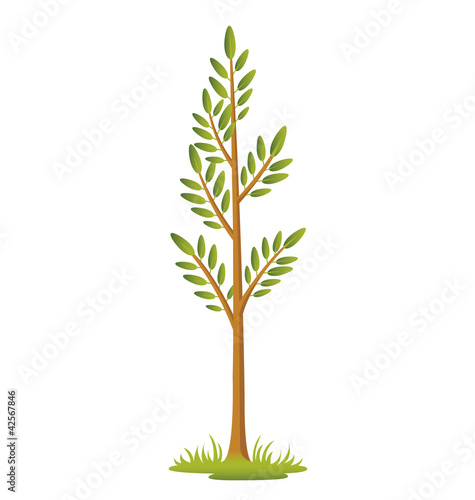 Sapling