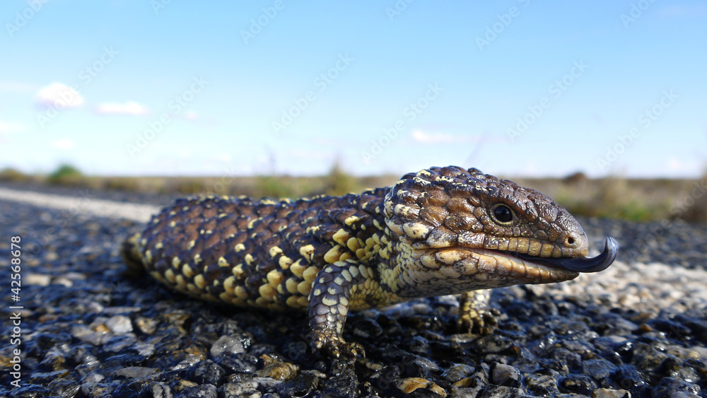 Fototapeta premium Australische Zapfenechse