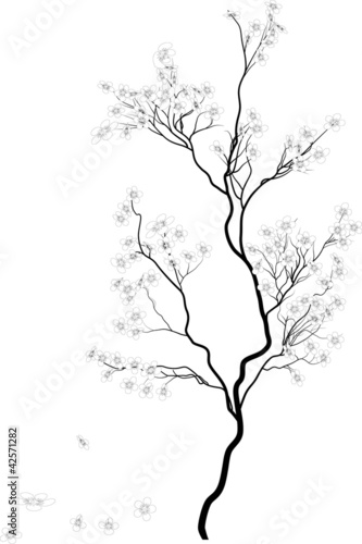 blossom of cherry tree on white