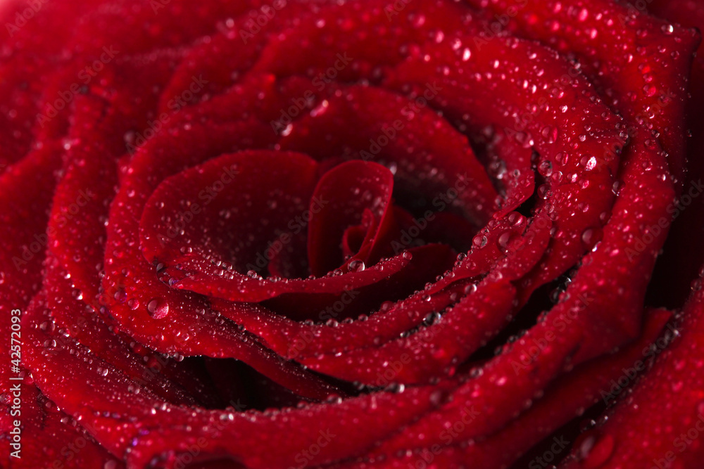 red rose close-up